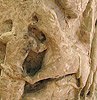 Détail d'un chapiteau de Thouars figurant Daniel dans la fosse aux lions